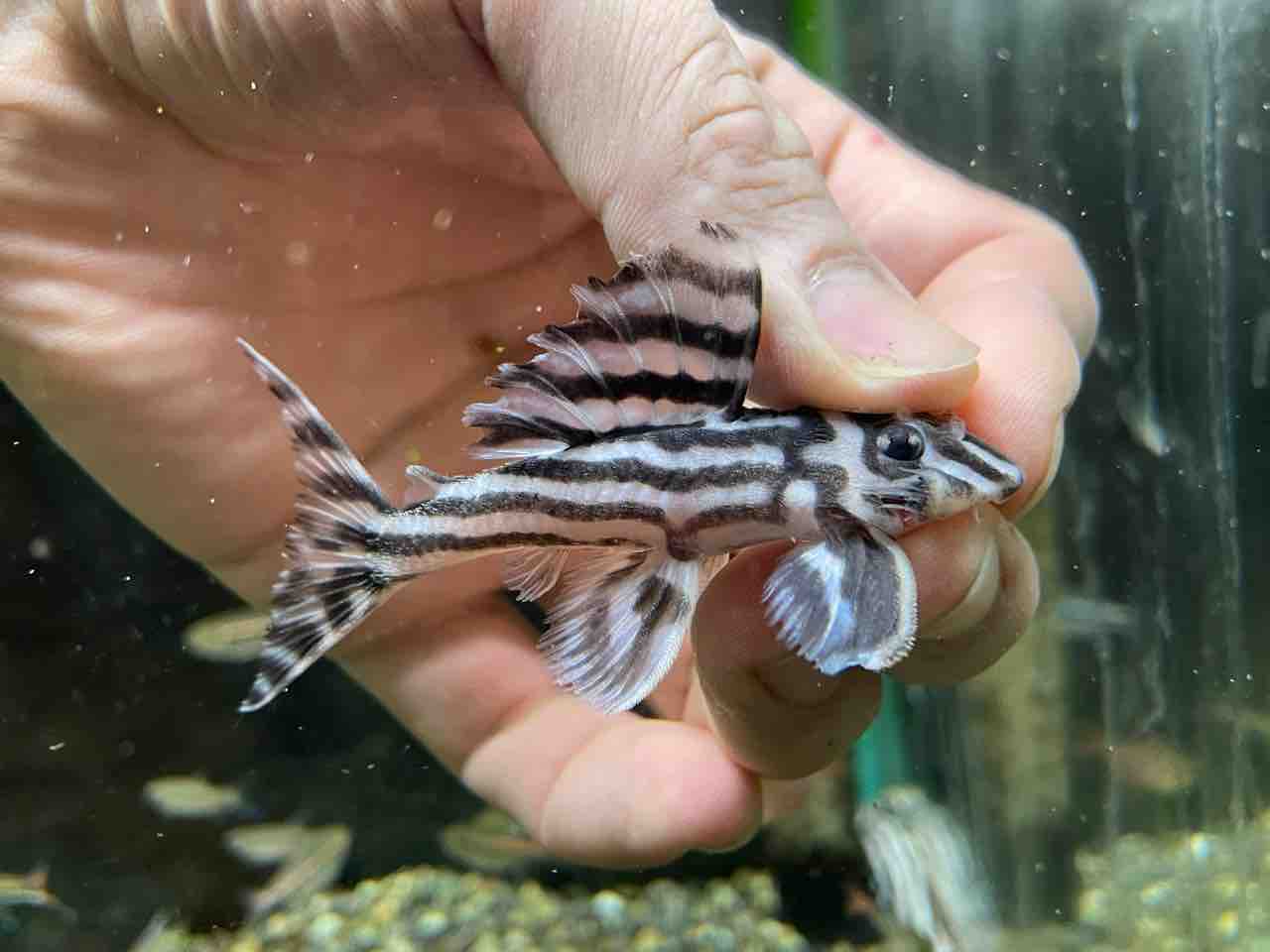 熱帯魚入荷 かねだい四街道店ブログ