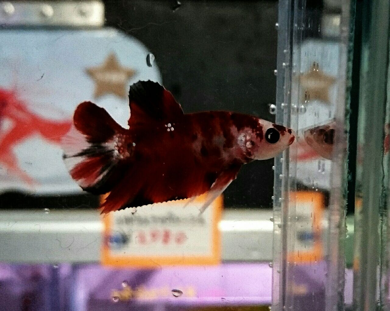 熱帯魚入荷情報 かねだい四街道店ブログ 熱帯魚入荷情報 かねだい四街道店ブログ