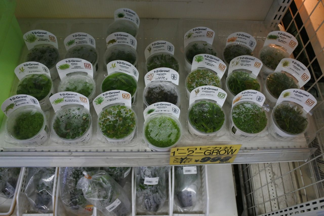 水草入荷情報 かねだい四街道店ブログ