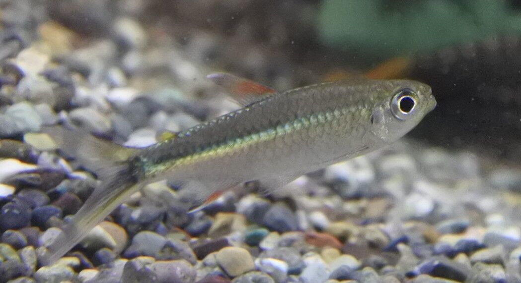 熱帯魚オススメ情報 かねだい四街道店ブログ