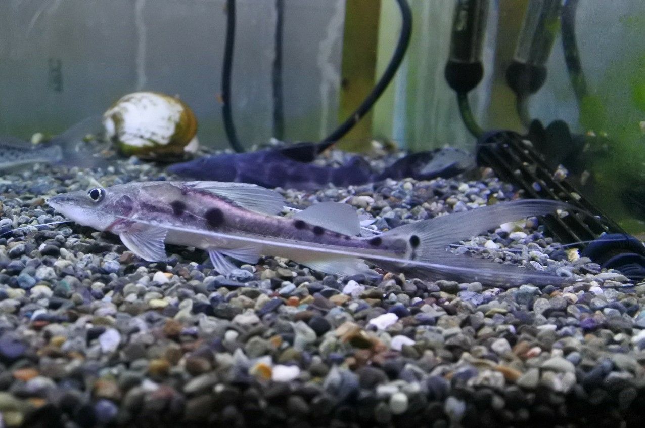 熱帯魚オススメ情報 ナマズ かねだい四街道店ブログ
