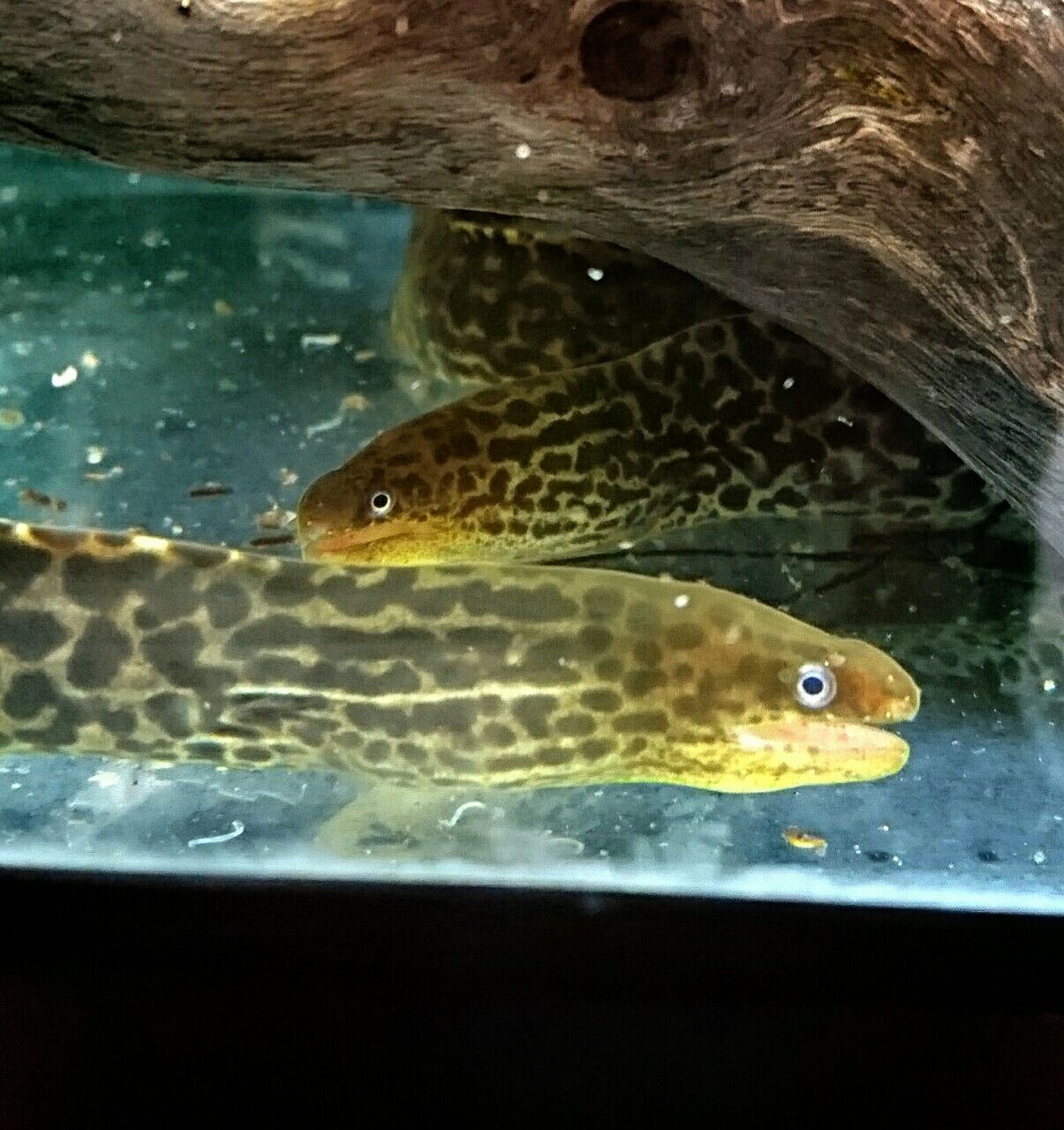 熱帯魚オススメ情報 とりかえっこ かねだい四街道店ブログ