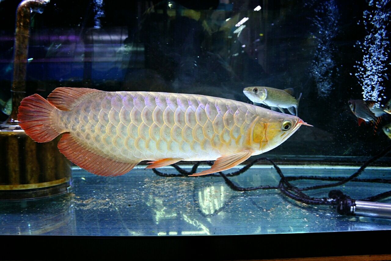 アジアアロワナ入荷 かねだい四街道店ブログ