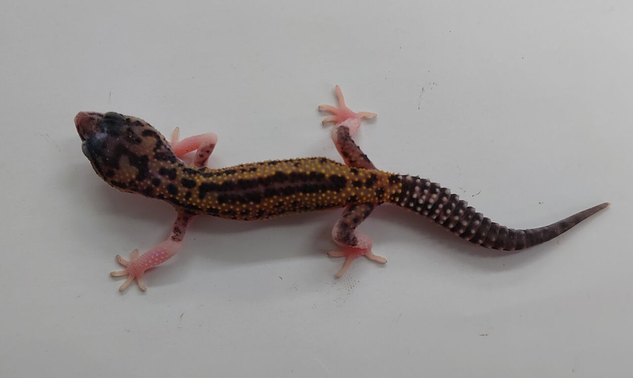 レオパ入荷 かねだい四街道店ブログ