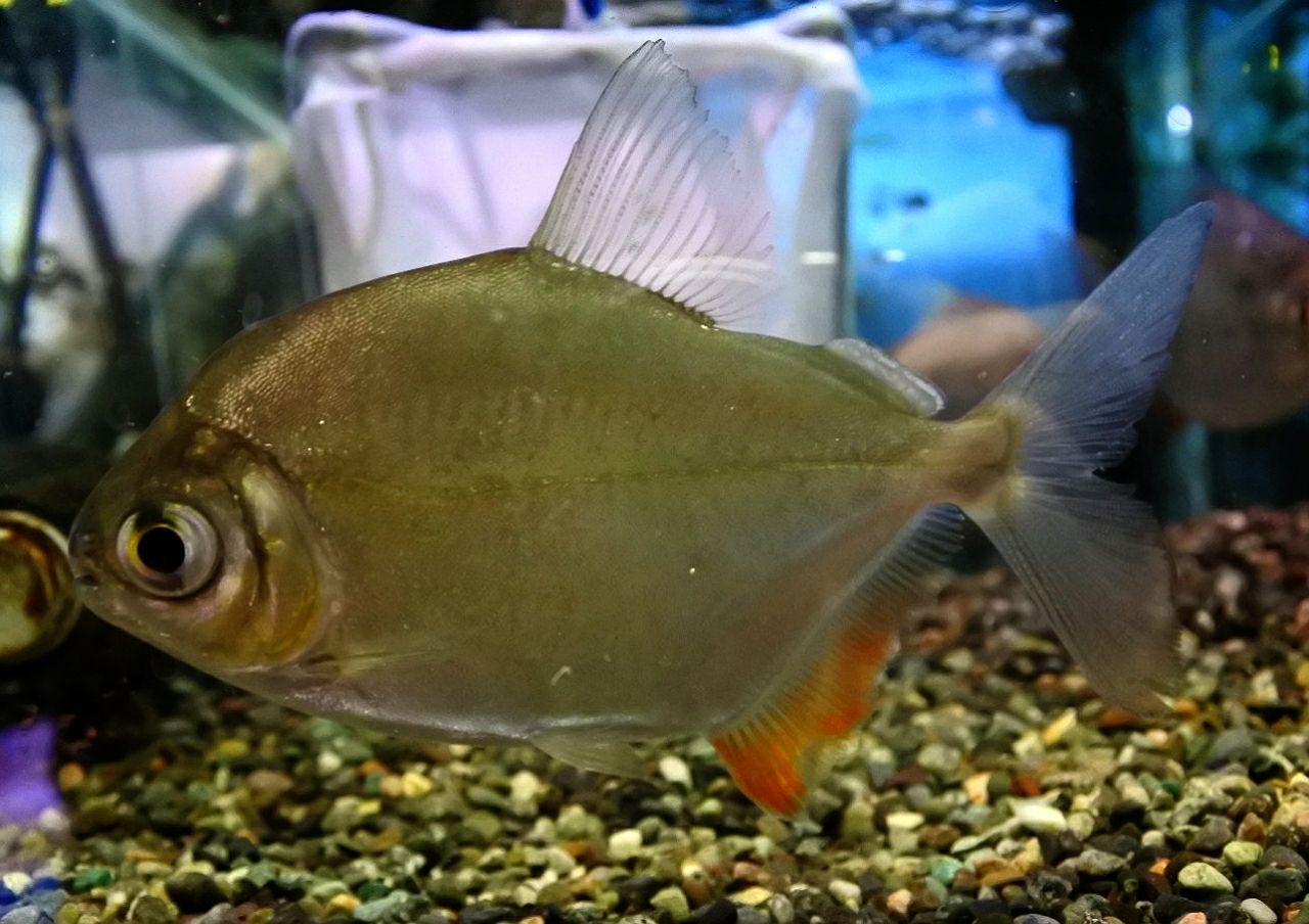 本日の熱帯魚 かねだい四街道店ブログ