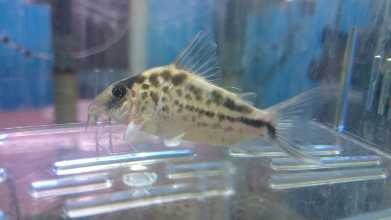 熱帯魚オススメ情報 コリドラス かねだい四街道店ブログ