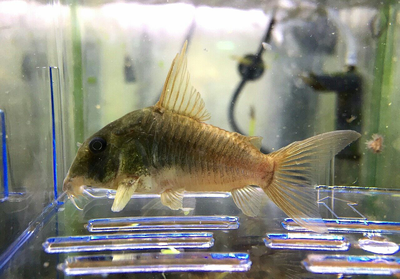 通販でクリスマス 熱帯魚 コリドラス ロングノーズ ブロキス 8cm 1匹 Shipsctc Org