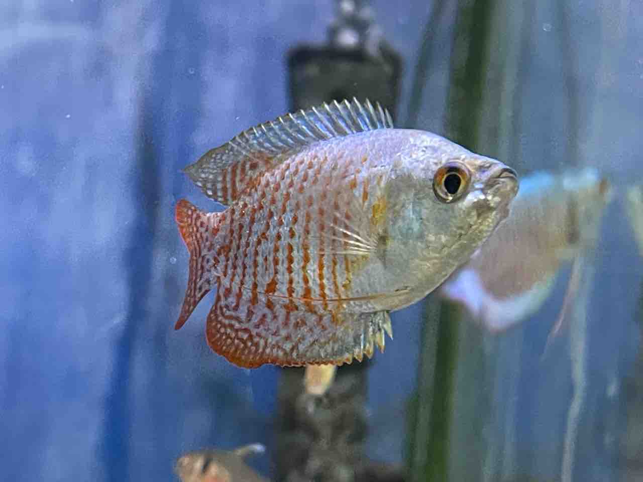 熱帯魚入荷 かねだい四街道店ブログ