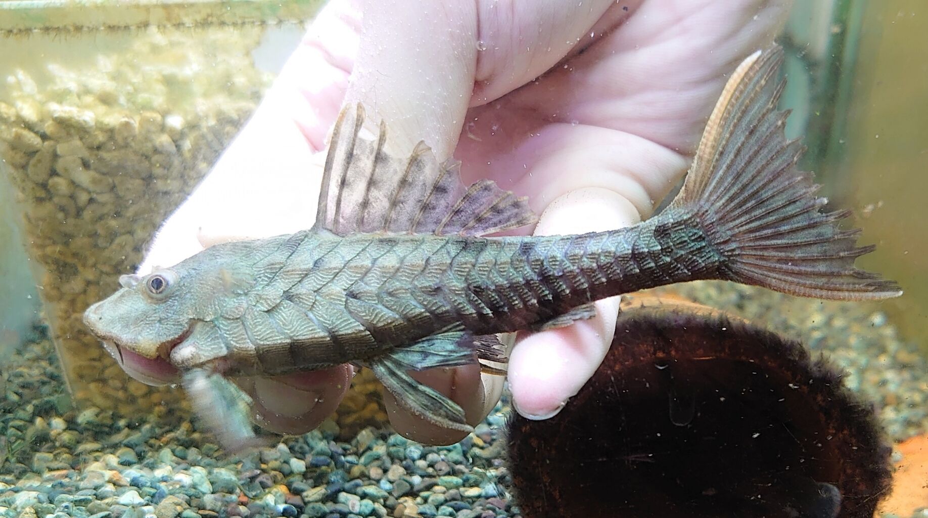 熱帯魚オススメ情報 かねだい四街道店ブログ