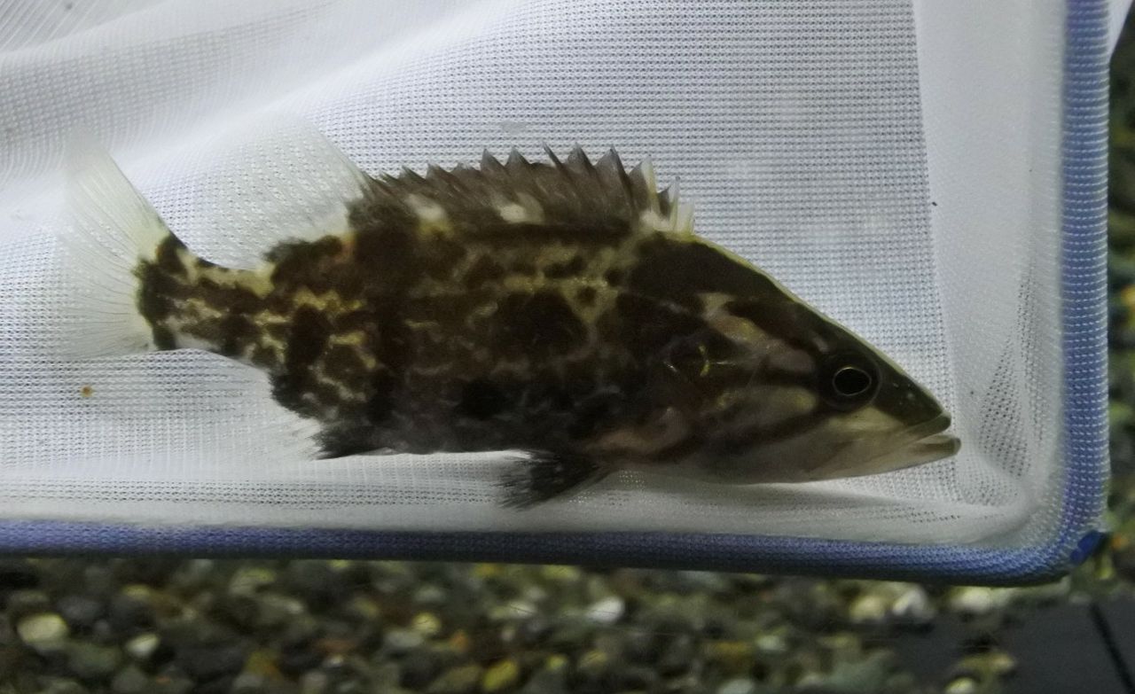 熱帯魚オススメ情報 かねだい四街道店ブログ