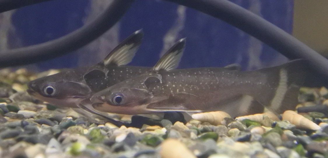 熱帯魚オススメ情報 ナマズ かねだい四街道店ブログ