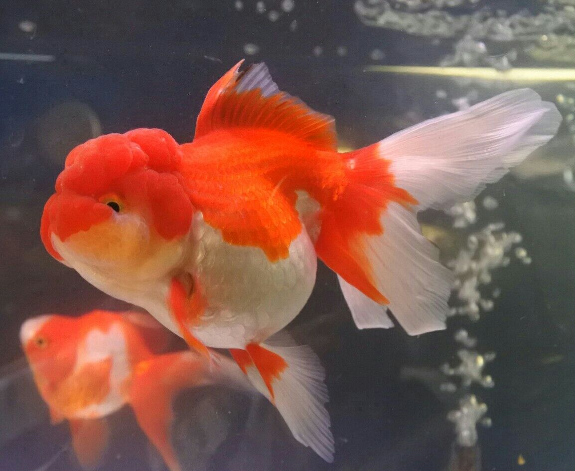 オススメ金魚 かねだい四街道店ブログ オススメ金魚 かねだい四街道店ブログ