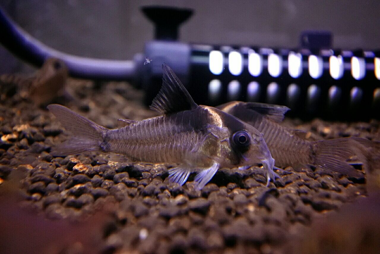 熱帯魚オススメ情報 リクエスト画像 かねだい四街道店ブログ 熱帯魚オススメ情報 リクエスト画像 かねだい四街道店ブログ