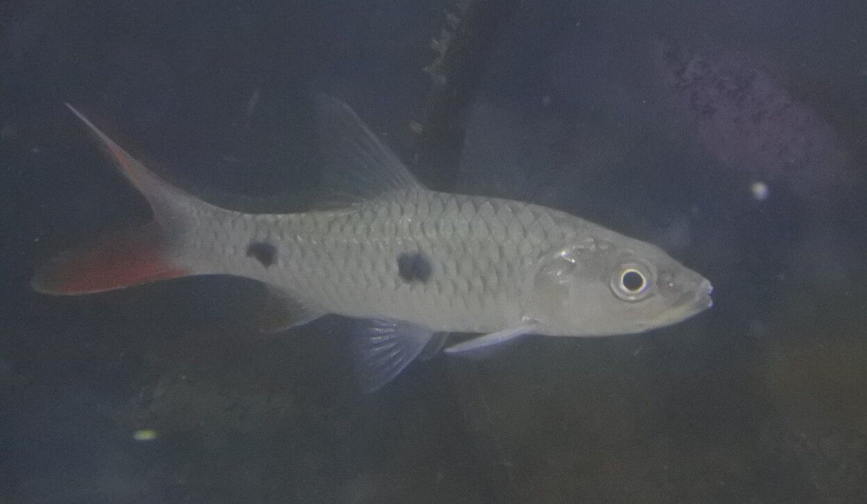 熱帯魚オススメ情報 かねだい四街道店ブログ 熱帯魚オススメ情報 かねだい四街道店ブログ
