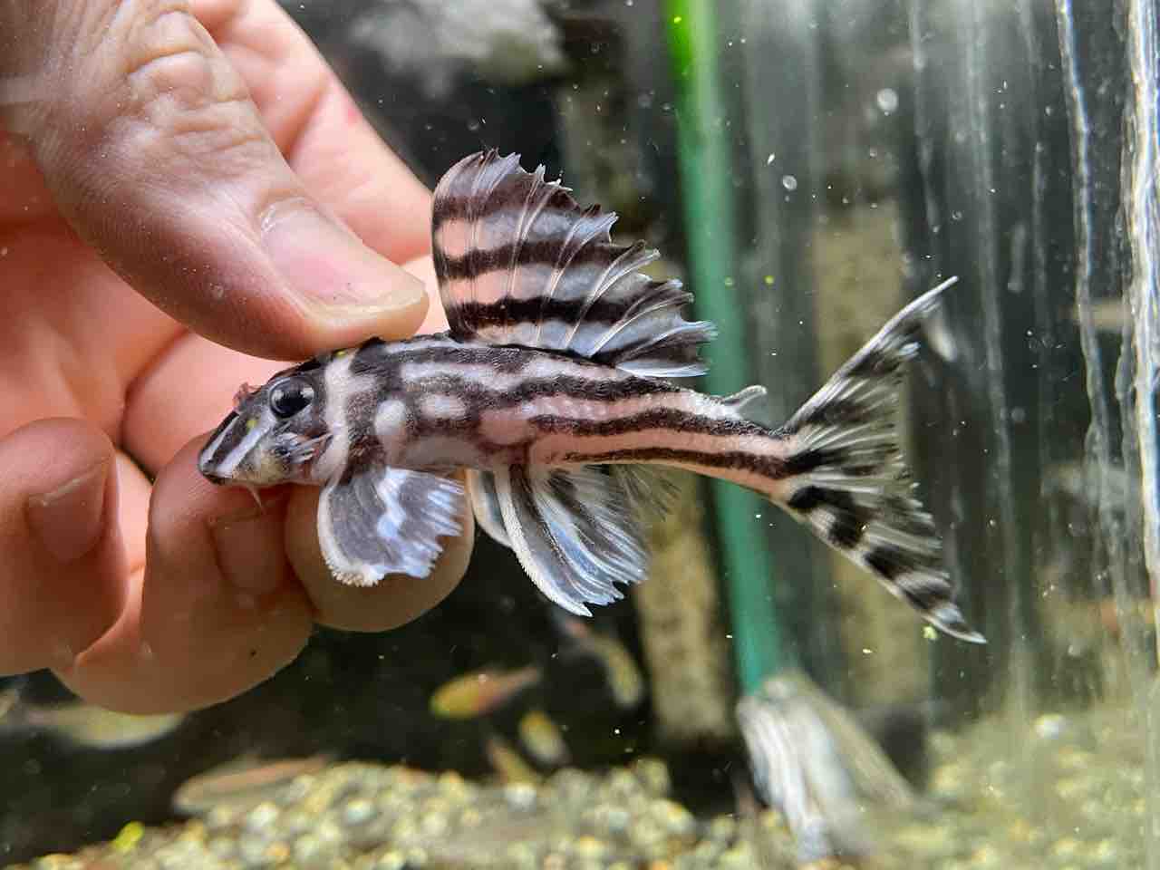 熱帯魚入荷!! : かねだい四街道店ブログ 熱帯魚入荷!! : かねだい四街道店ブログ
