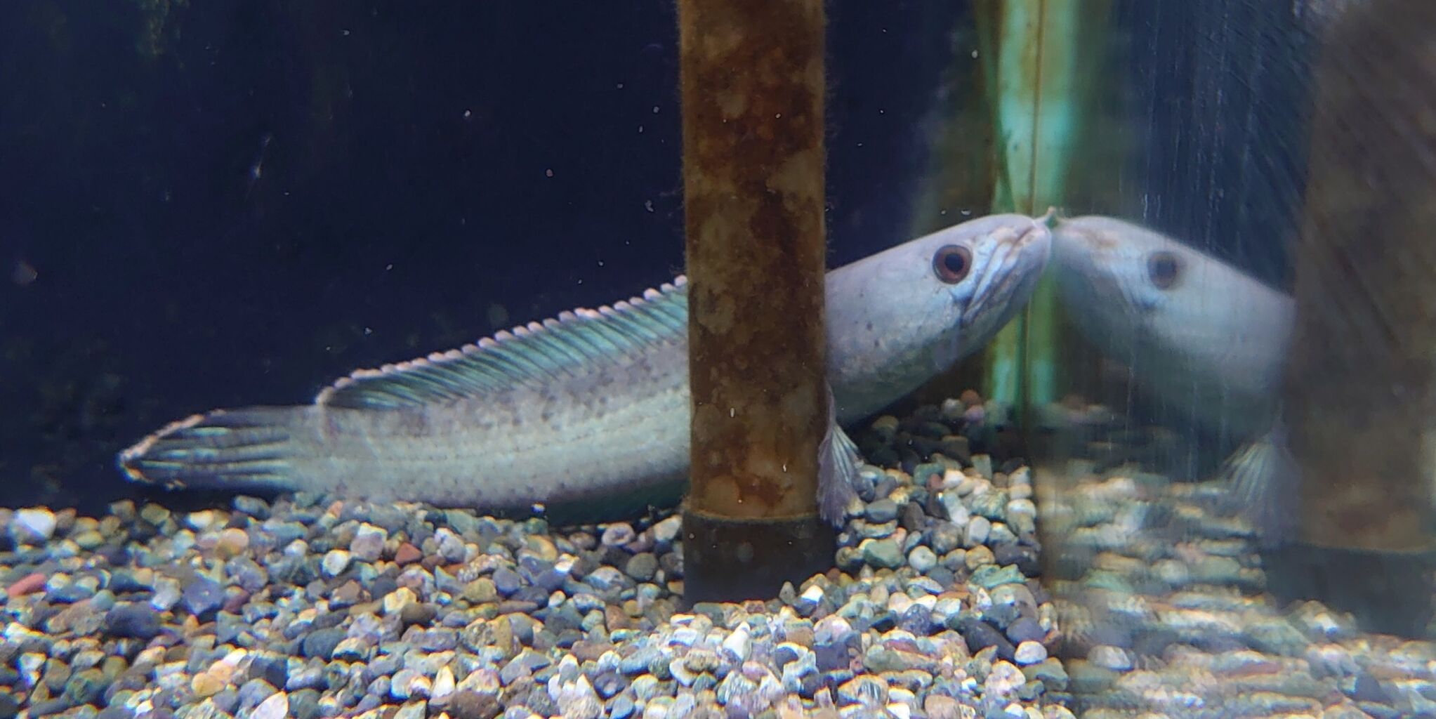 熱帯魚オススメ情報 かねだい四街道店ブログ 熱帯魚オススメ情報 かねだい四街道店ブログ