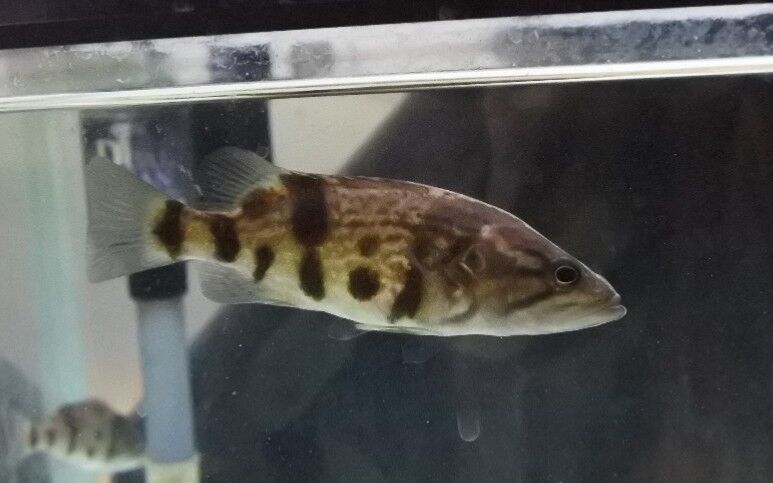 熱帯魚オススメ情報 かねだい四街道店ブログ 熱帯魚オススメ情報 かねだい四街道店ブログ
