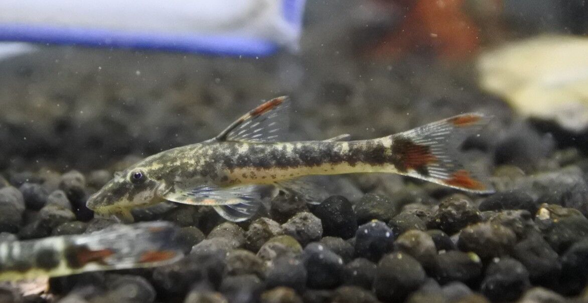 熱帯魚オススメ情報 赤いメラノにマクリも入荷 かねだい四街道店ブログ 熱帯魚オススメ情報 赤いメラノにマクリも入荷 かねだい四街道店ブログ