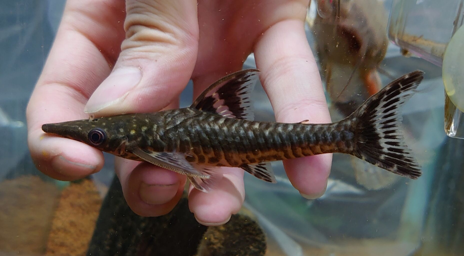 熱帯魚オススメ情報 かねだい四街道店ブログ 熱帯魚オススメ情報 かねだい四街道店ブログ