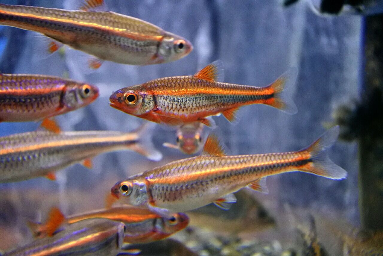 熱帯魚オススメ情報♪ : かねだい四街道店ブログ