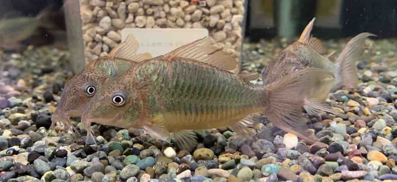 熱帯魚入荷 かねだい四街道店ブログ