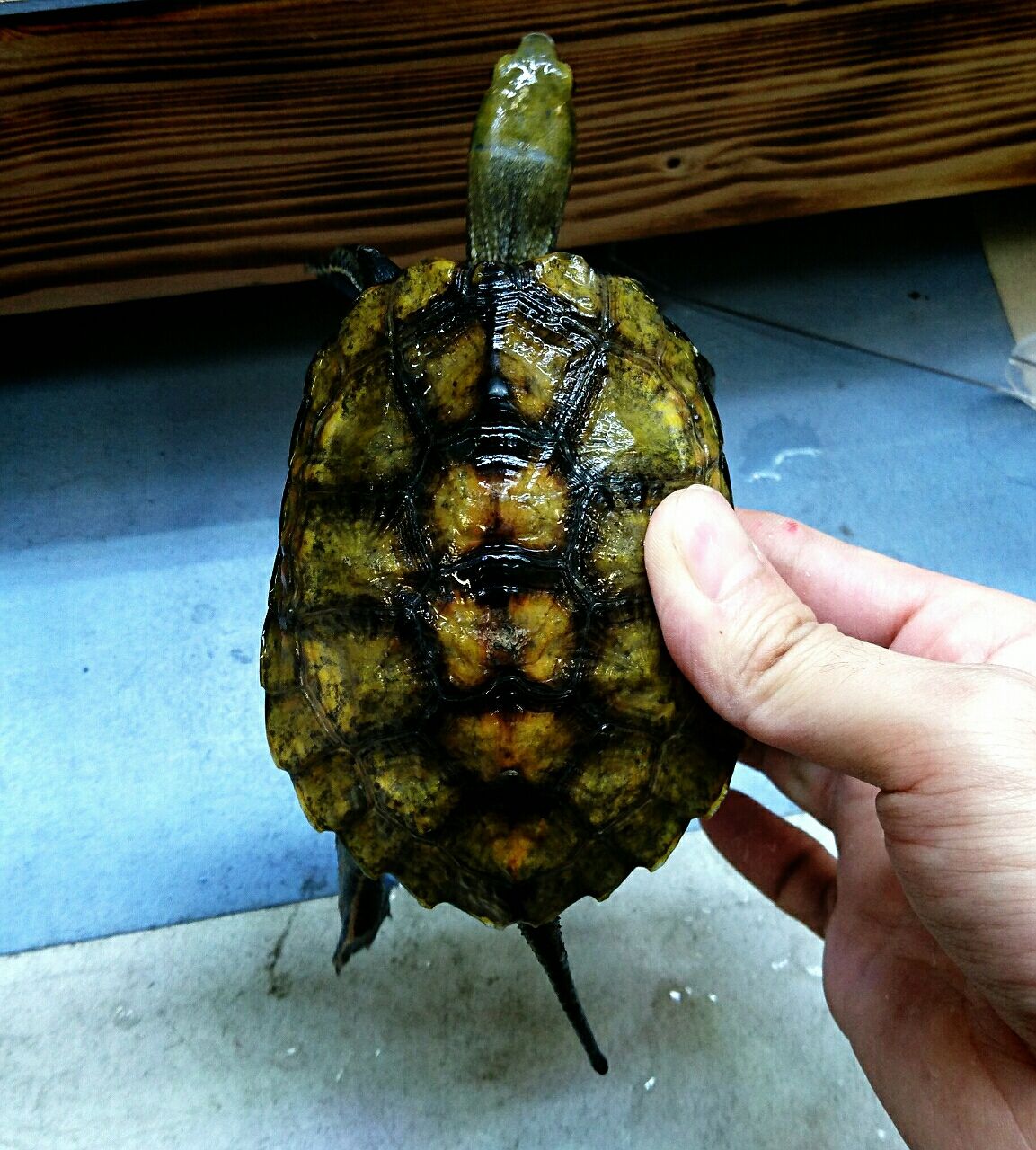 爬虫類オススメ情報 亀 かねだい四街道店ブログ