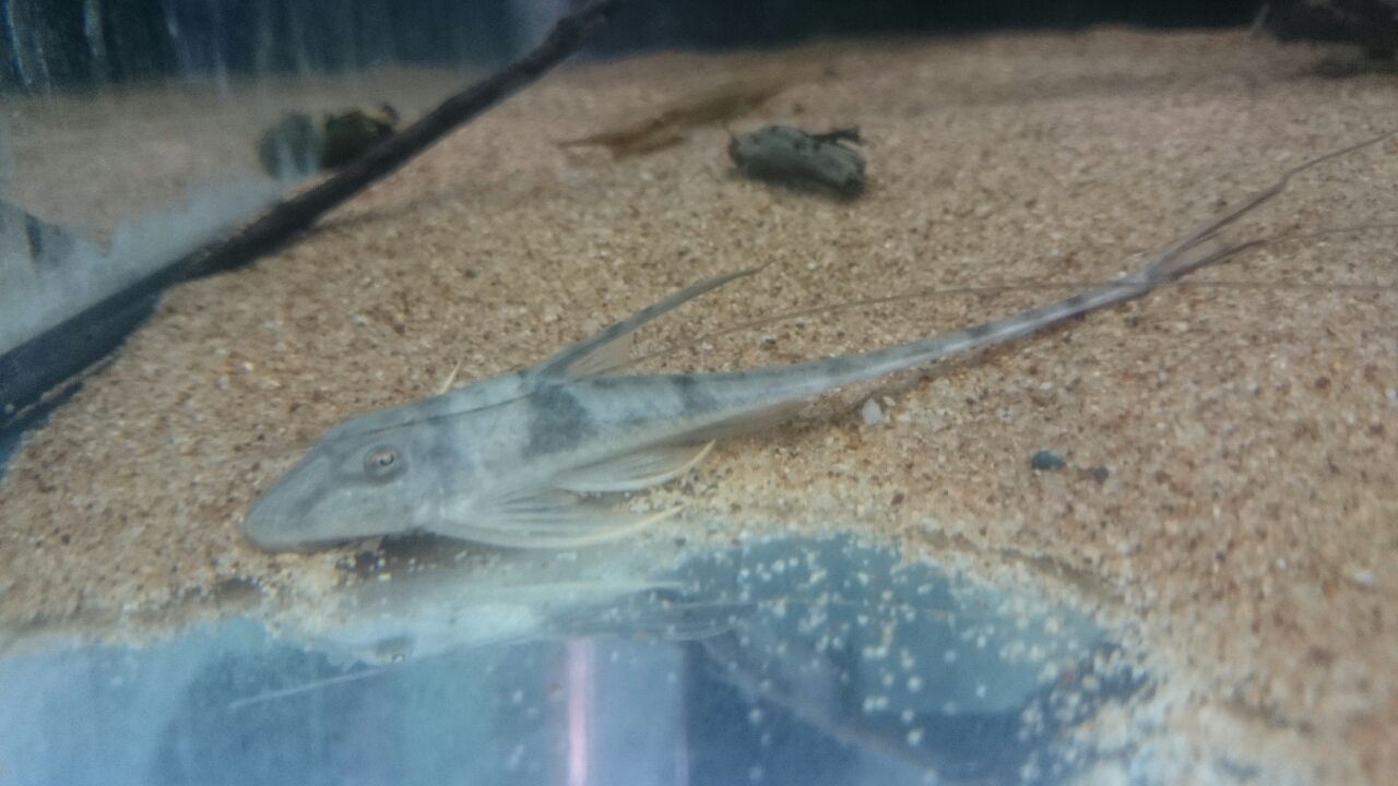 ファロエラ ロリカリア かねだい四街道店ブログ