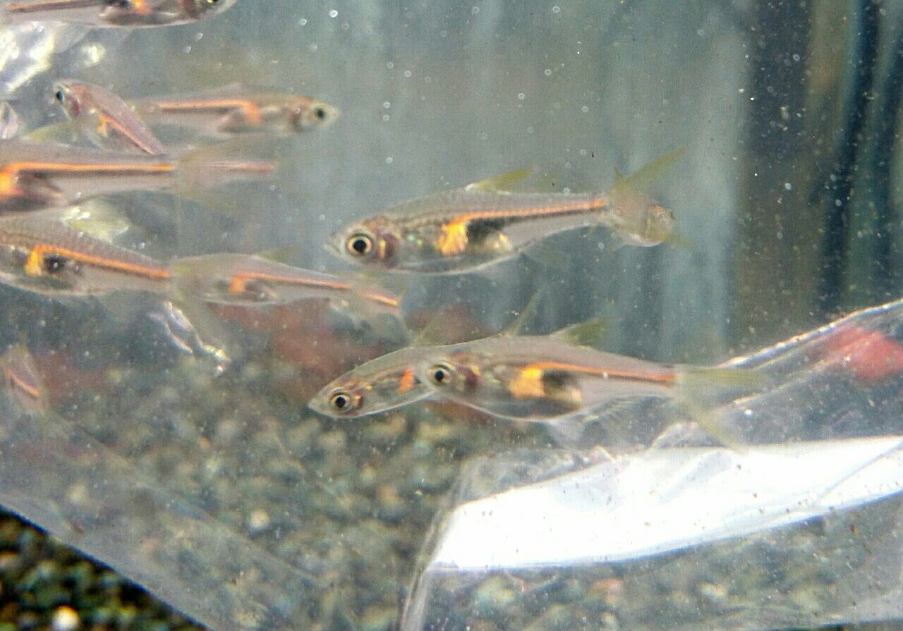 熱帯魚オススメ 入荷情報 かねだい四街道店ブログ
