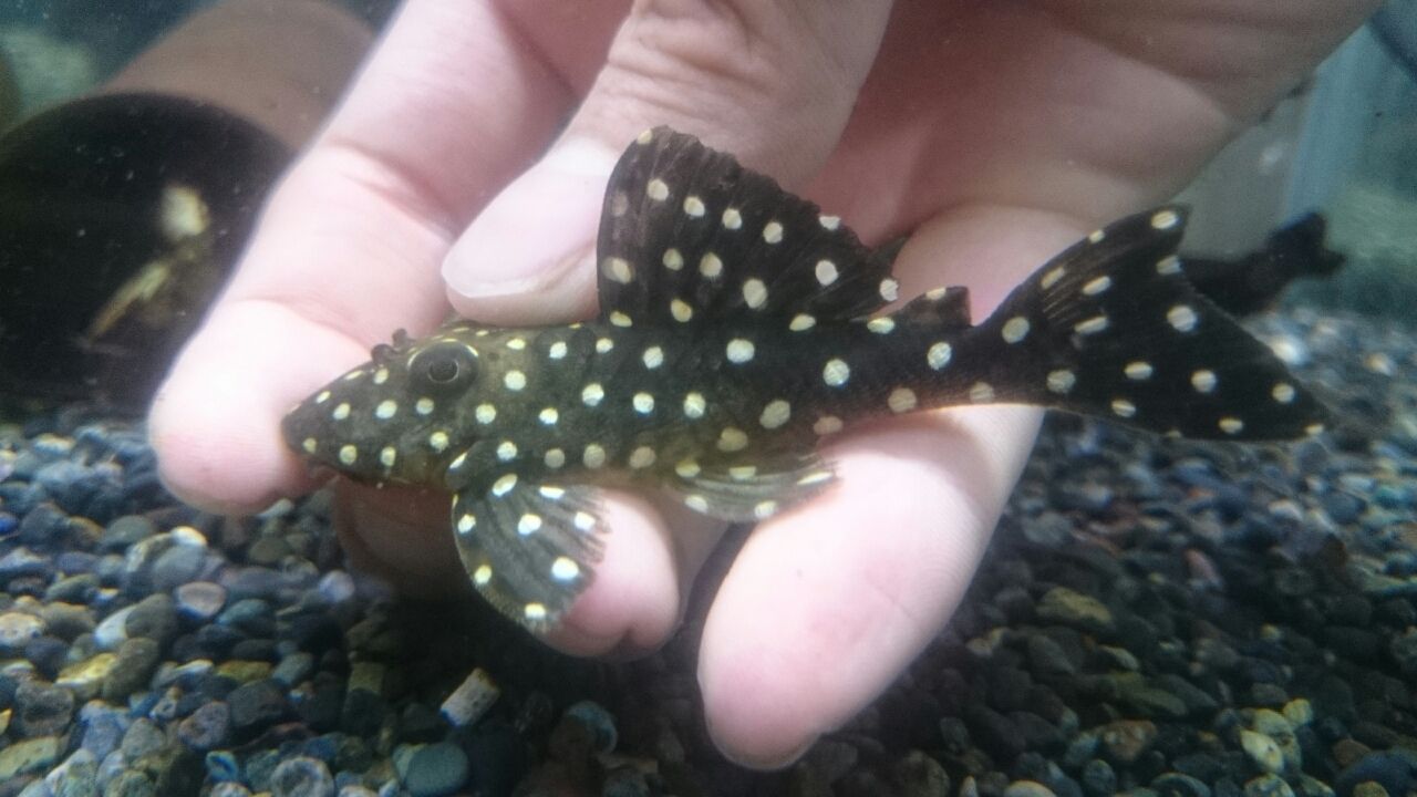 ボルケーノオトシン再入荷 オススメ熱帯魚 かねだい四街道店ブログ ボルケーノオトシン再入荷 オススメ熱帯魚 かねだい四街道店ブログ