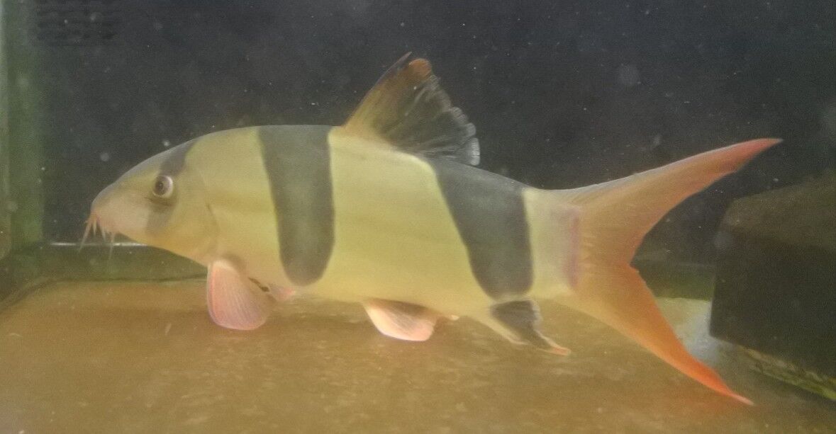 熱帯魚オススメ情報 かねだい四街道店ブログ