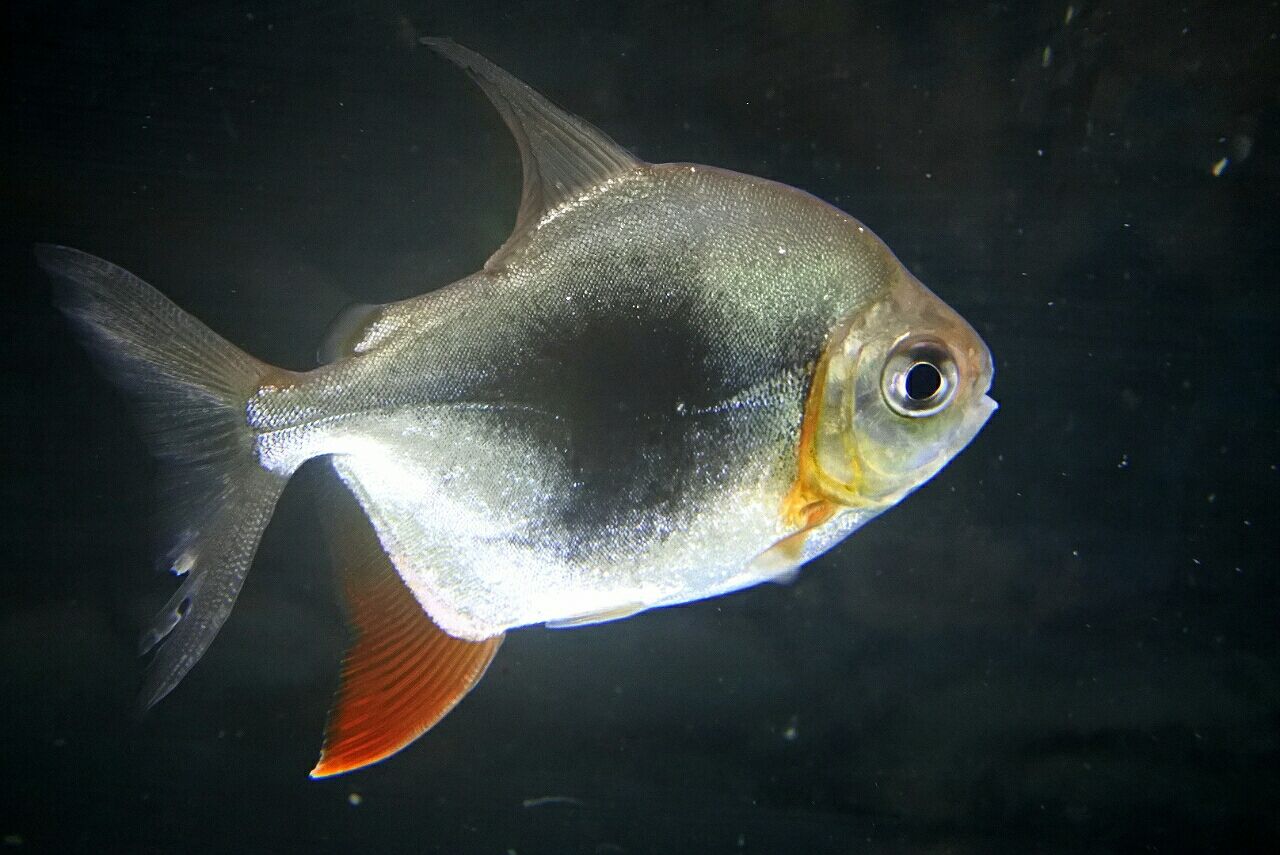 熱帯魚オススメ情報 かねだい四街道店ブログ