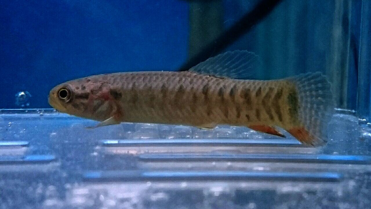 熱帯魚オススメ情報 かねだい四街道店ブログ