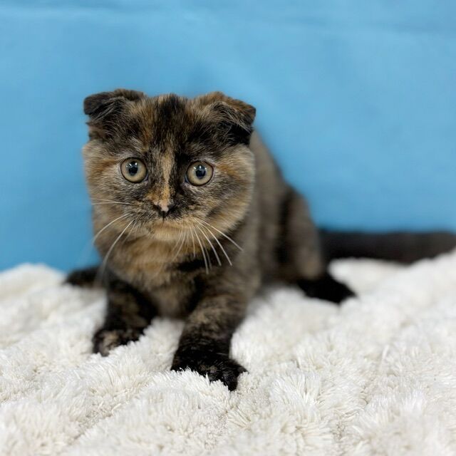 わんちゃん猫ちゃん達🐶🐾🐱🩷 : わん100（ワンハンドレッド