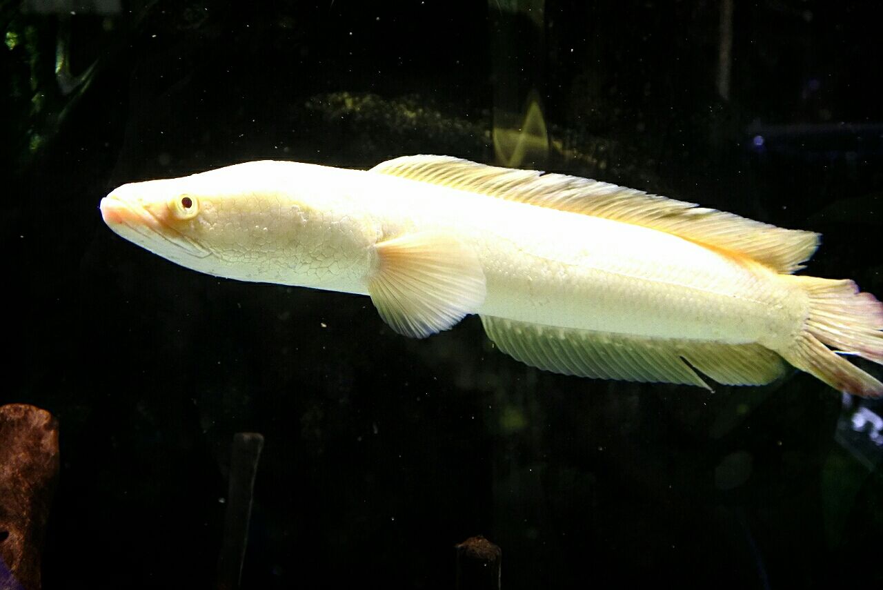 熱帯魚入荷情報 かねだい四街道店ブログ 熱帯魚入荷情報 かねだい四街道店ブログ