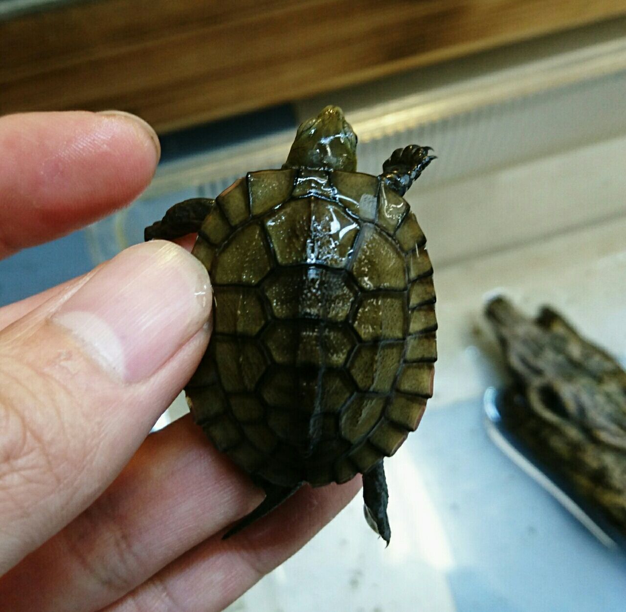 ニホンイシガメ入荷しました かねだい四街道店ブログ