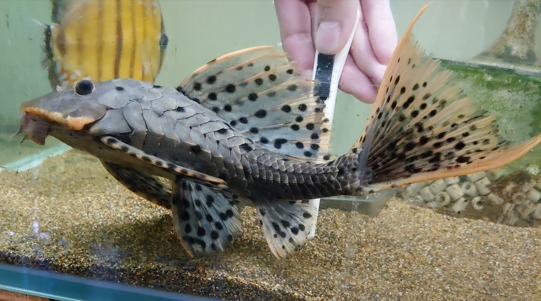 熱帯魚オススメ情報 プレコ かねだい四街道店ブログ