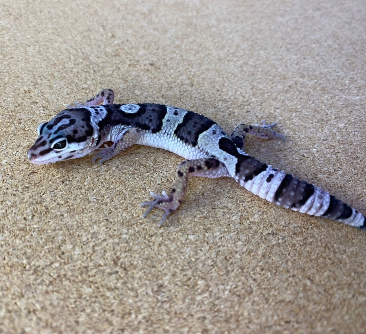 レオパ入荷 かねだい四街道店ブログ