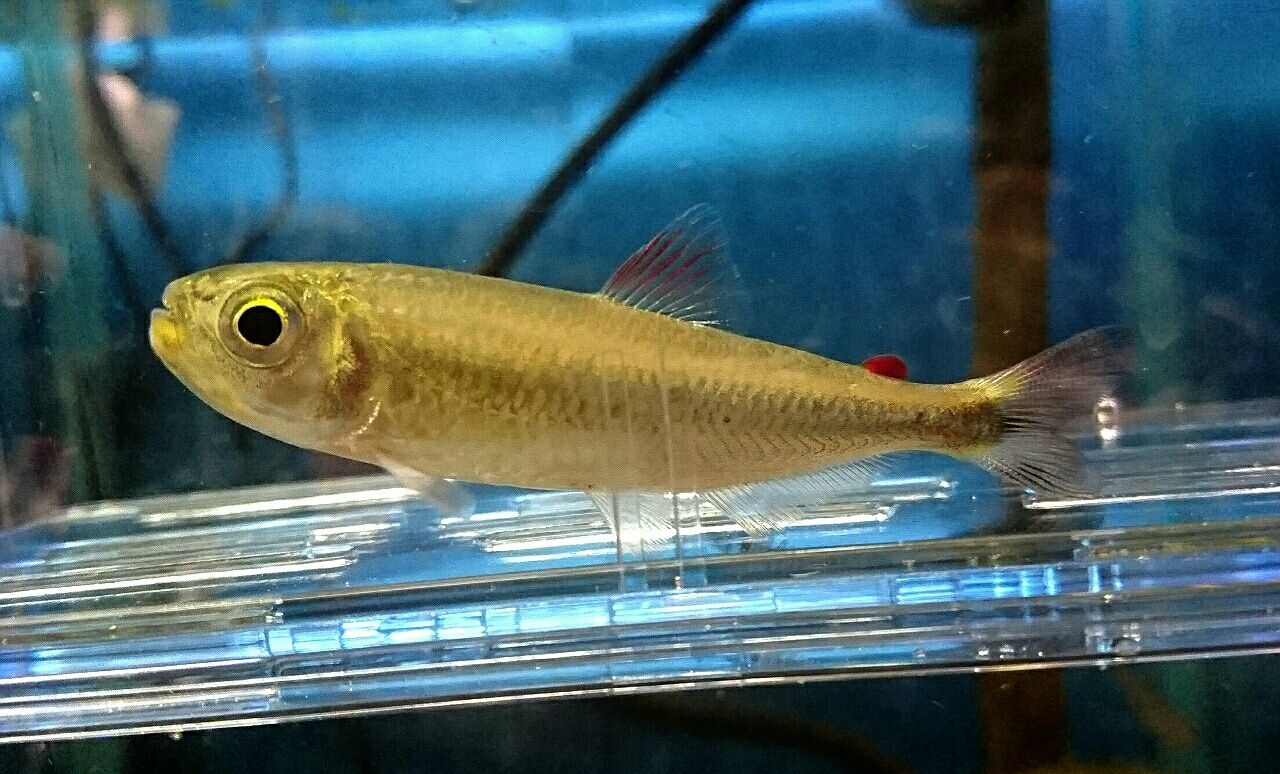 熱帯魚入荷情報 ブリコノプス かねだい四街道店ブログ 熱帯魚入荷情報 ブリコノプス かねだい四街道店ブログ