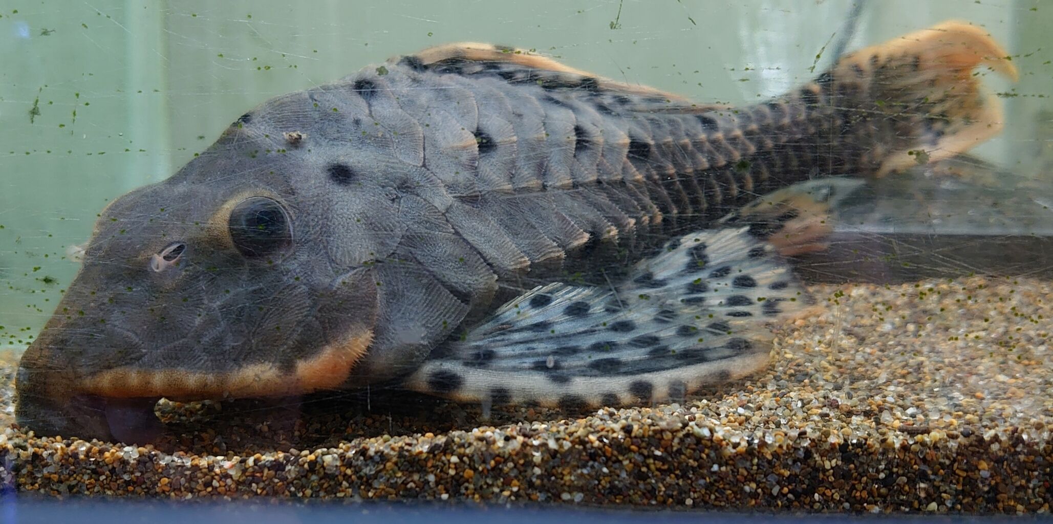 熱帯魚オススメ情報 プレコ かねだい四街道店ブログ