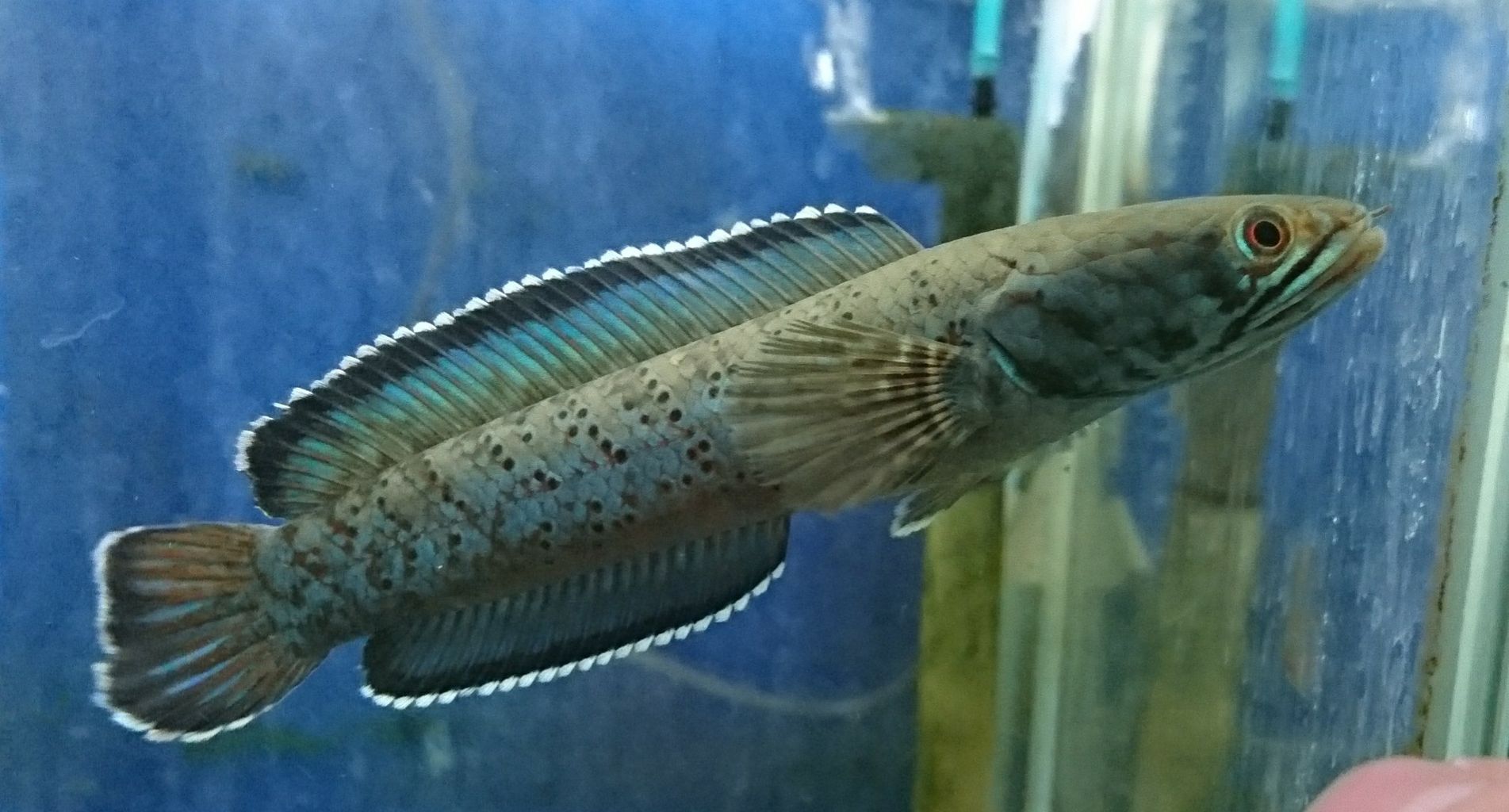 熱帯魚オススメ情報 かねだい四街道店ブログ 熱帯魚オススメ情報 かねだい四街道店ブログ