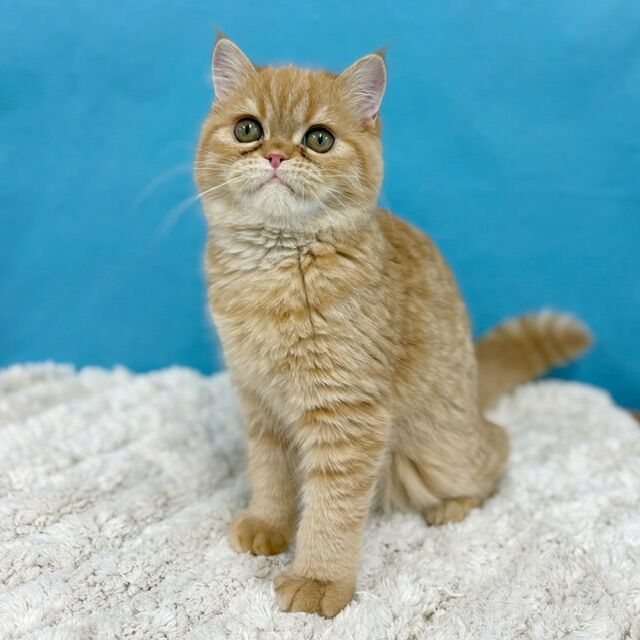 未開封 御の猫 スタジオ 1/6 風林火山 百足 レッド.Ver 純銅 ダイキャ 未開封 御の猫 スタジオ 1/6 風林火山 百足 レッド.Ver 純銅