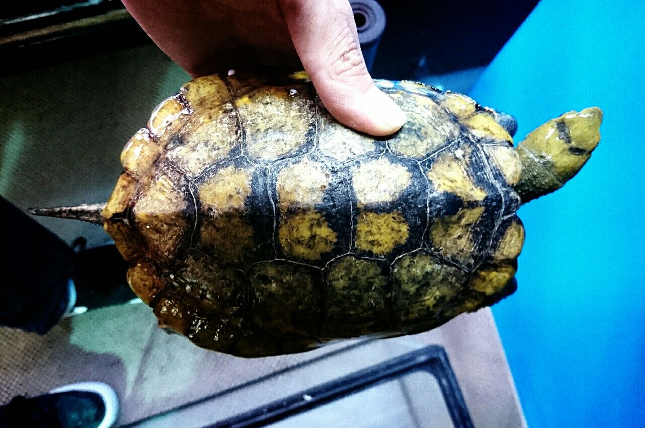 ニホンイシガメ入荷しました かねだい四街道店ブログ