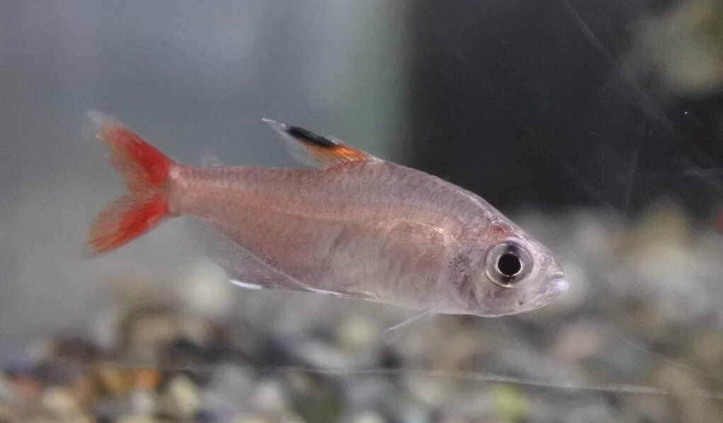 かねだい四街道店ブログ