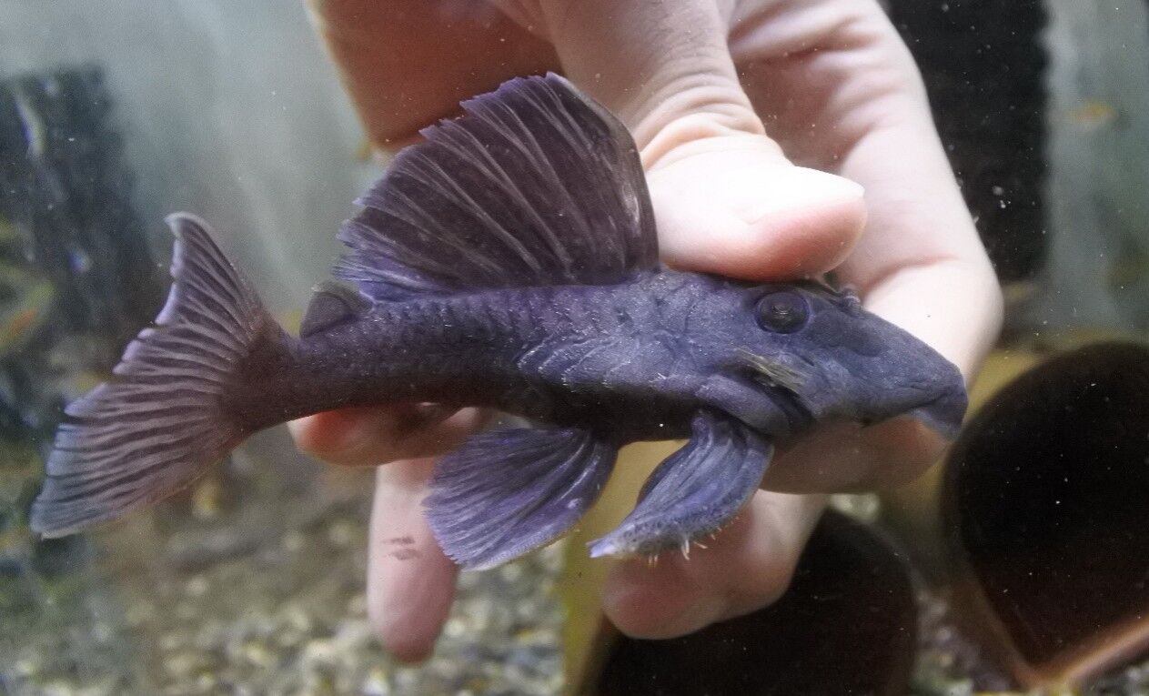 熱帯魚オススメ情報 プレコ かねだい四街道店ブログ