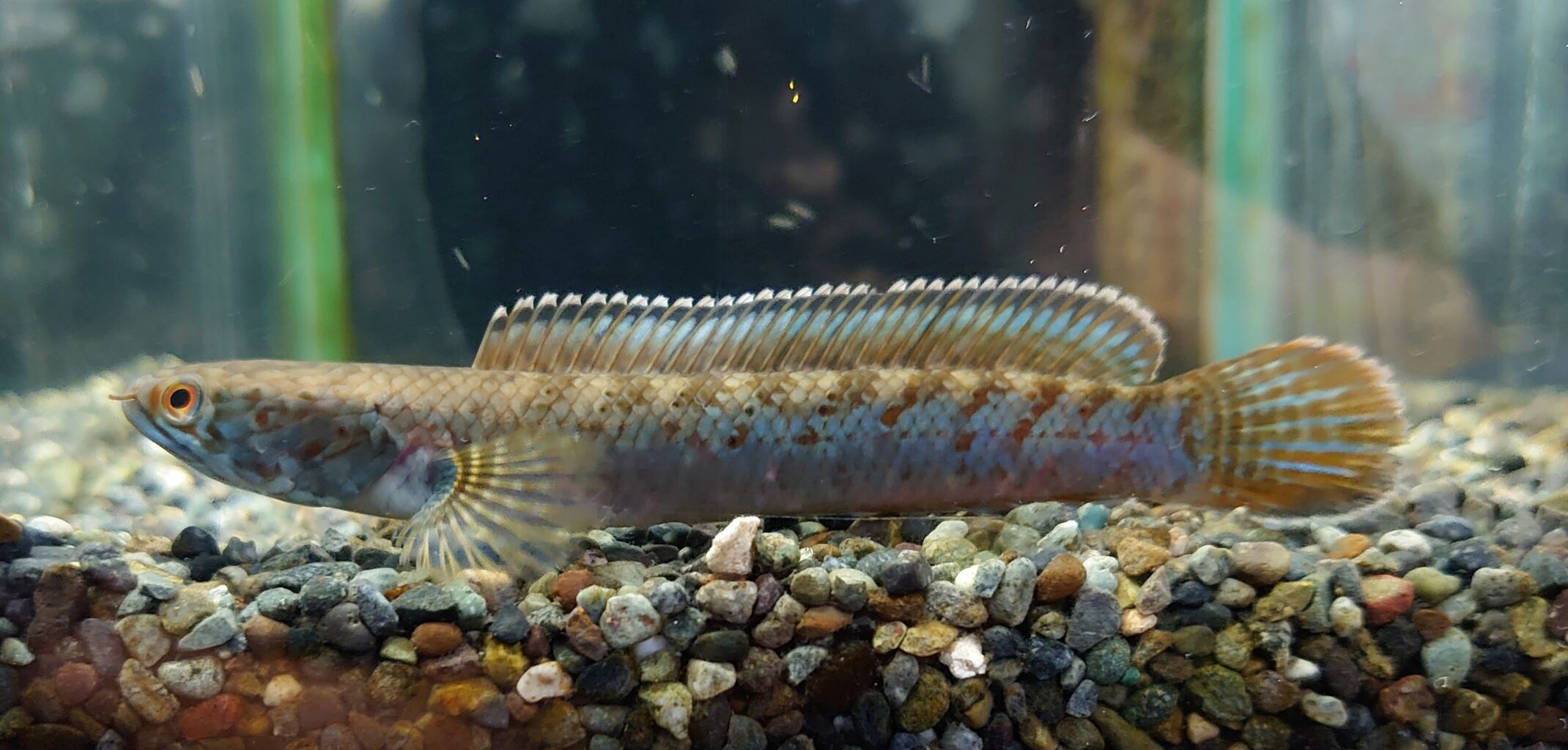 熱帯魚オススメ情報 インド便 かねだい四街道店ブログ 熱帯魚オススメ情報 インド便 かねだい四街道店ブログ