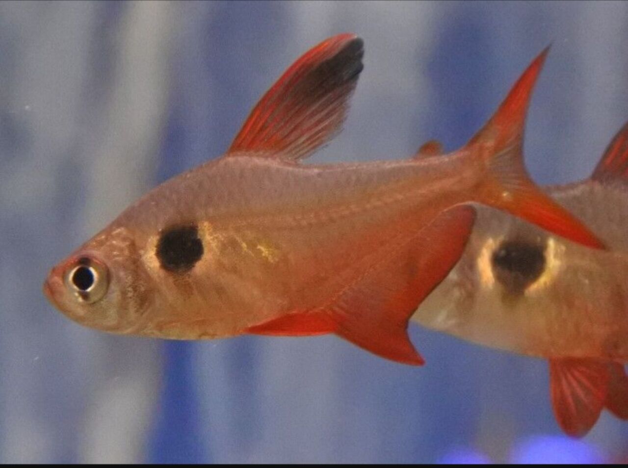 熱帯魚オススメ情報 キンチャン かねだい四街道店ブログ