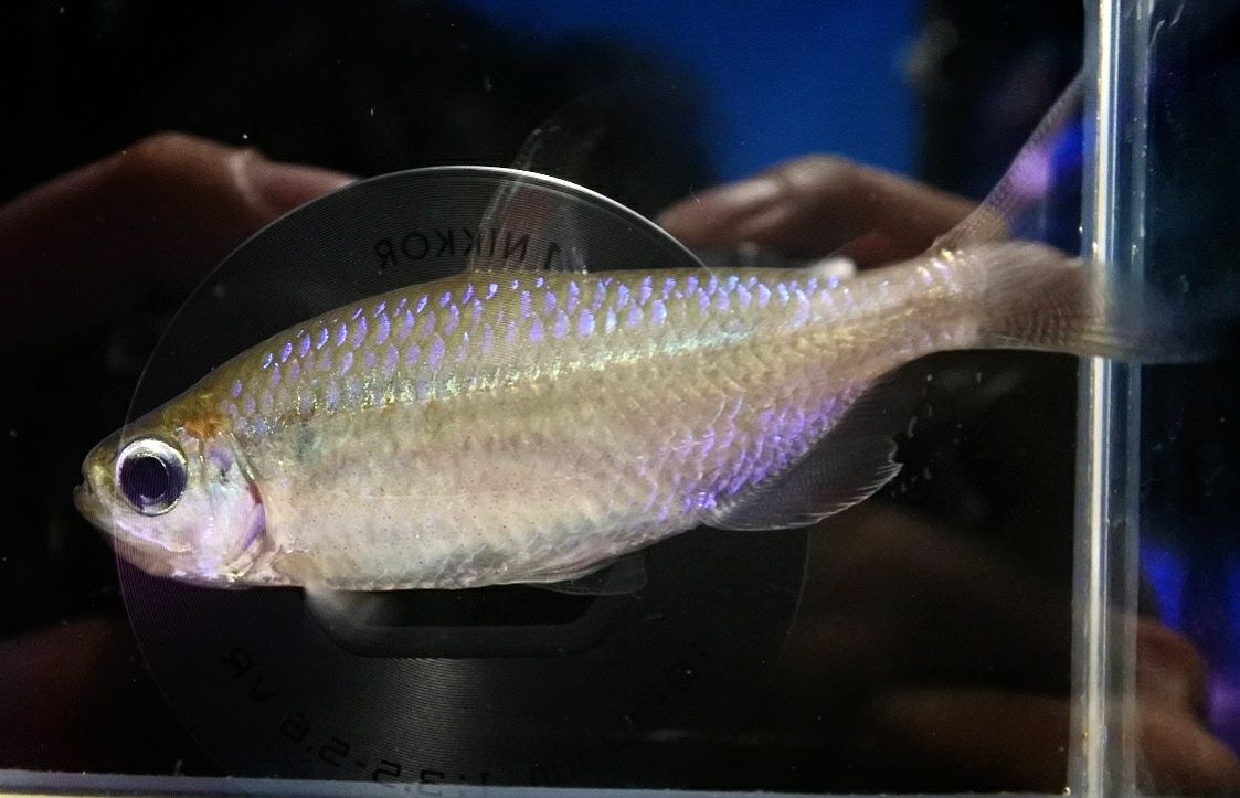 スーパーレインボーコンゴ かねだい四街道店ブログ