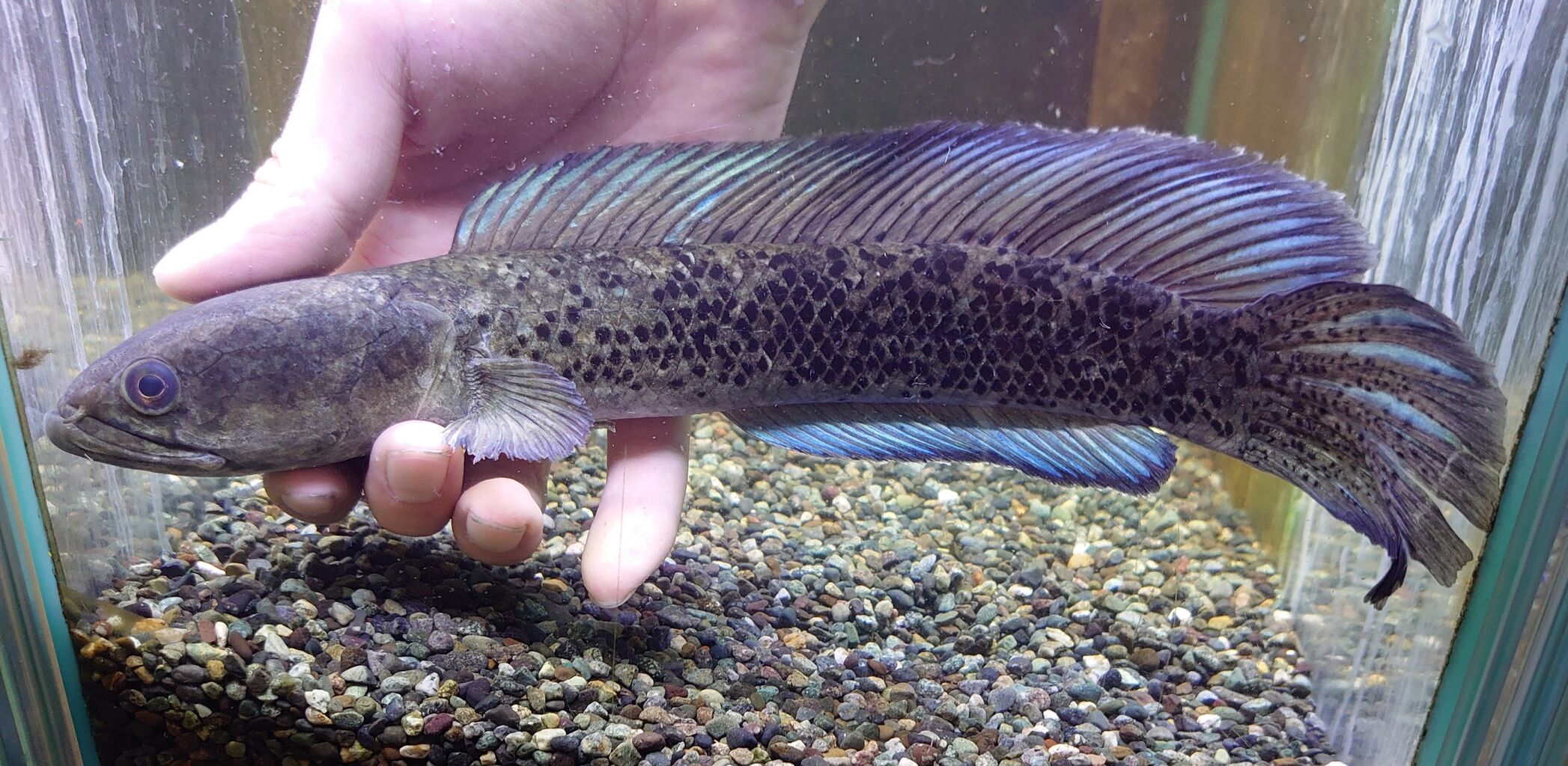 スネークヘッド！ : かねだい四街道店ブログ