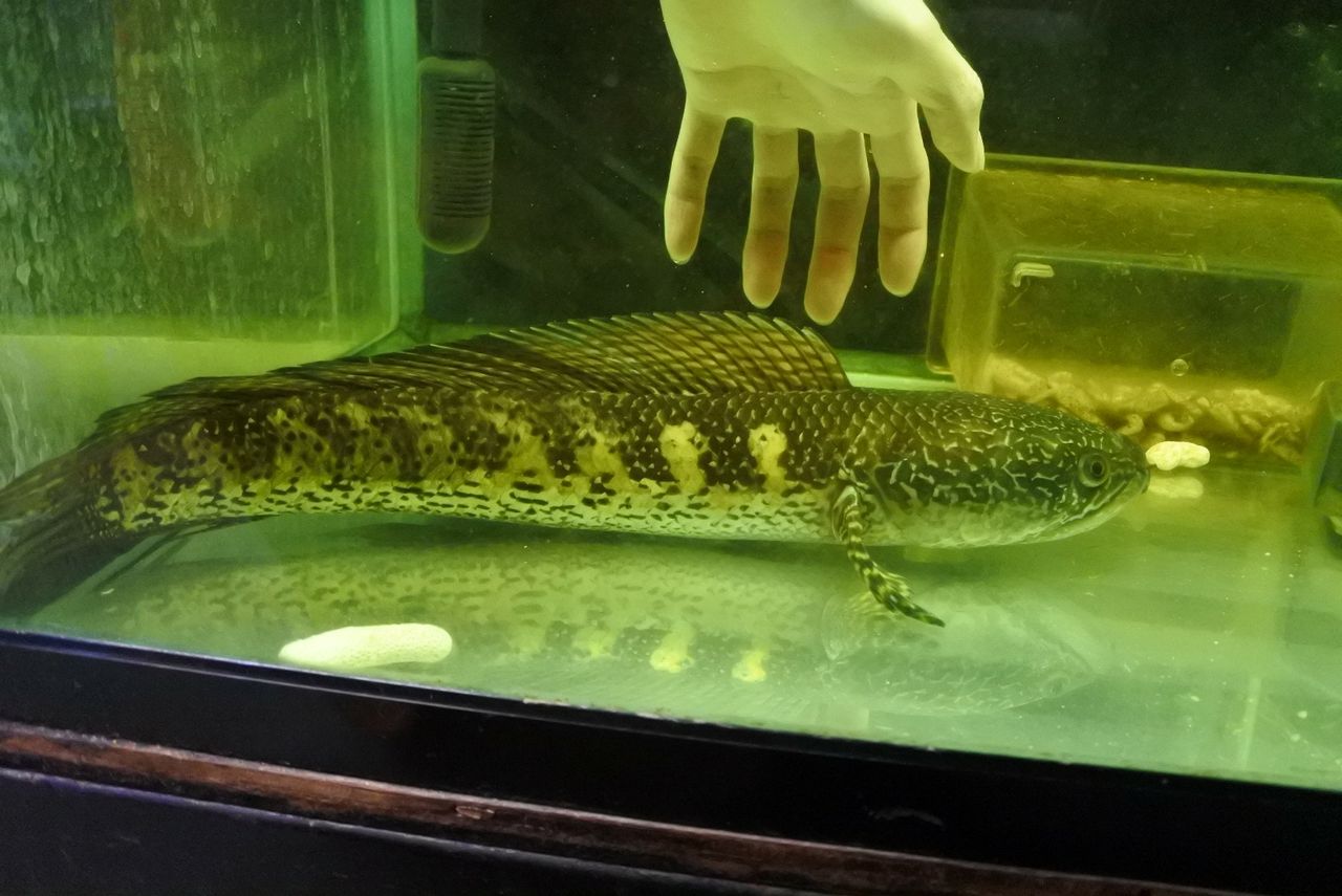 熱帯魚オススメ情報 かねだい四街道店ブログ 熱帯魚オススメ情報 かねだい四街道店ブログ