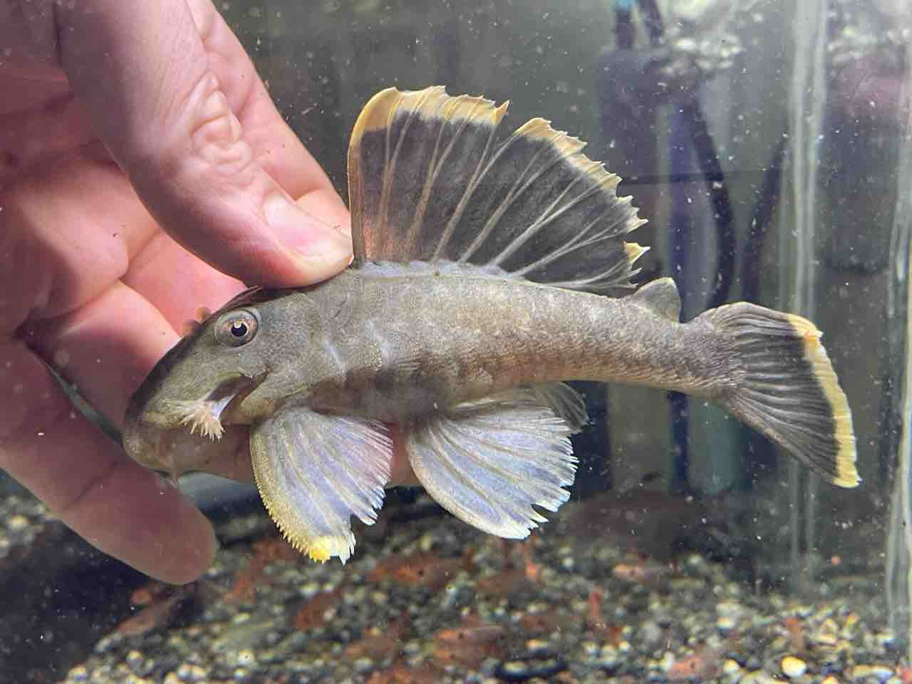 熱帯魚入荷！！ : かねだい四街道店ブログ